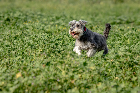 Happy Dog Schnauzer Miniature on a fieldの写真素材