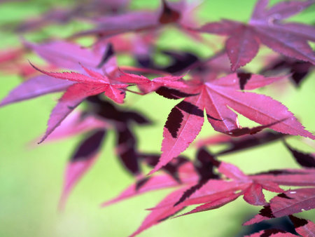 Red leafsの写真素材