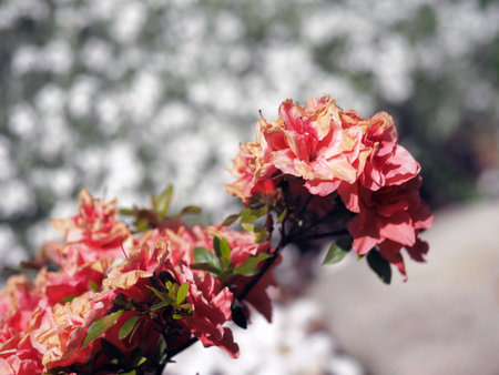 Beautiful flower on blurredの写真素材