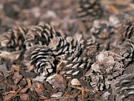 Fallen cones on the soilの写真素材