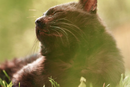 Black cat enjoy the sunの写真素材