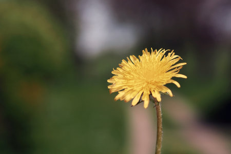 Macro detail of a dandelionの写真素材