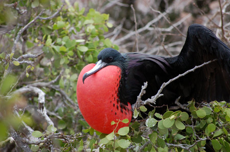 Frigate Bird.Galapagos Islands.の写真素材
