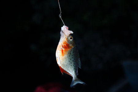 Piranha fishing.の写真素材