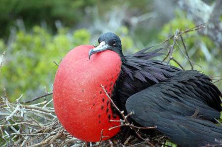 Frigate Bird.Galapagos Islands.の写真素材