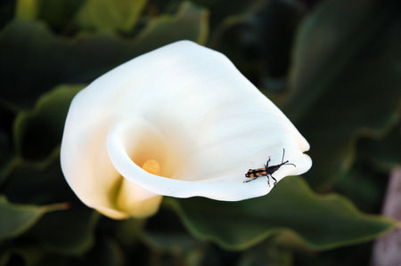 Calla lily or Zantedeschia aethiopica.の写真素材