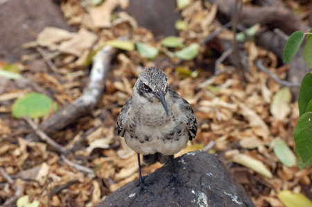 Mockingbird,Galapagos.の写真素材