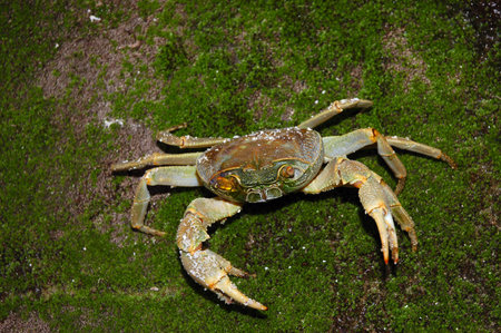 River Crab (Potamoidea family) sitting on the wet green stone.の写真素材