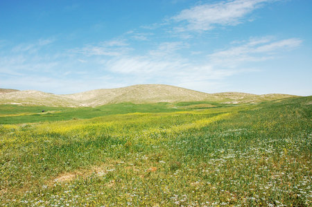 Spring view of green fields and hills in Samaria, Israel.の写真素材