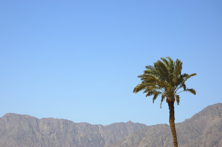 Sinai mountain and palm tree.の写真素材