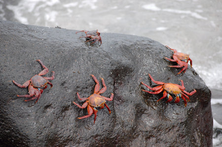 Red lightfoot crabs on black stone, Galapagos.の写真素材