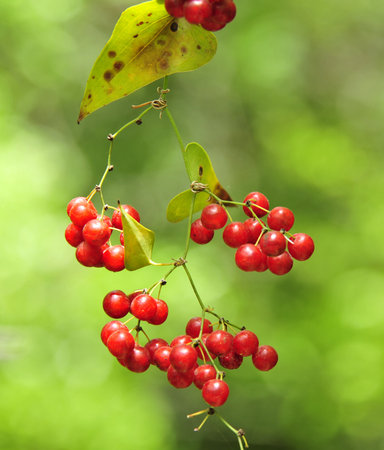 Red bunch of Ilex tree.の写真素材