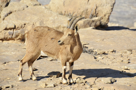 Fearless Ibex in Negev desert の写真素材