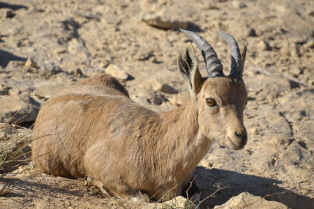 Wild goat in Negev desert の写真素材