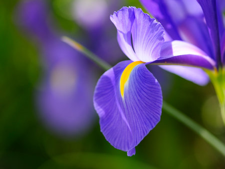 Spring blossom of purple Iris flower.