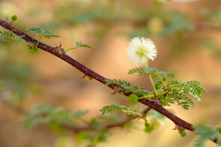 Alone white flower on blooming acacia tree branch.の写真素材