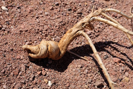 Dry branch of fantastic shape on the red sand background.