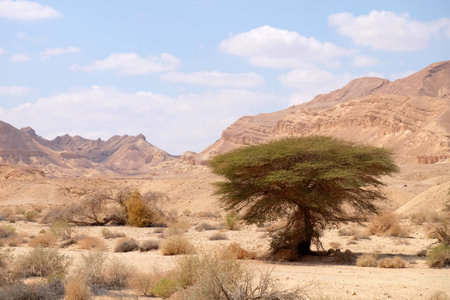 Green acacia tree on scenic landscape in Negev desert, Israel.の写真素材