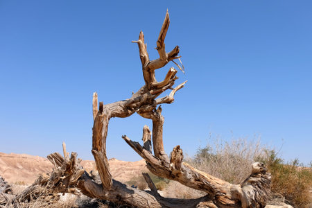 Dead dry tree trunk on arid landscape in Negev desert, Israel.の写真素材