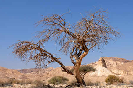 Dead dry tree trunk on arid landscape in Negev desert, Israel.の写真素材