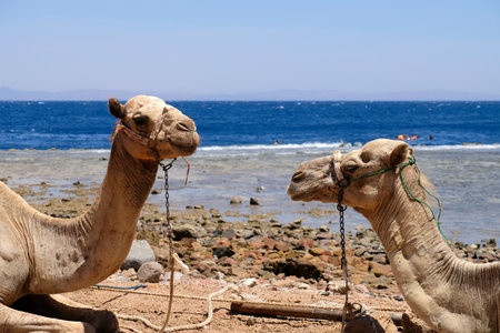Two camels resting on the Red Sea beach at Sinai in Egypt.の写真素材
