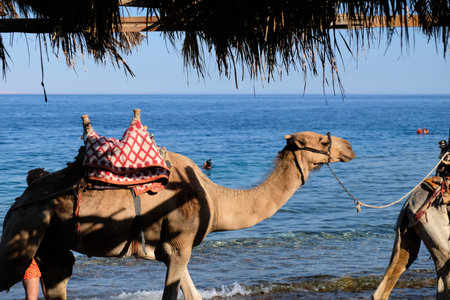Tourist camel ride on the Red Sea beach at Sinai in Egypt.の写真素材