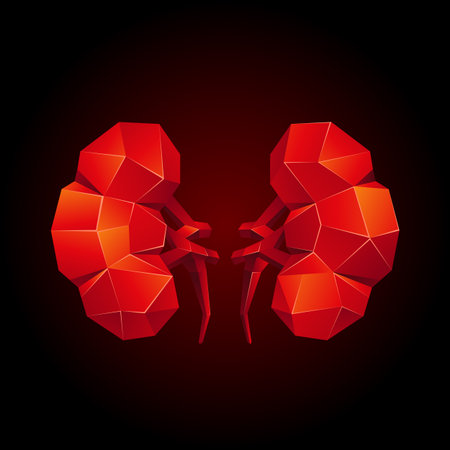 Red low poly human kidneys on a black background. Abstract anatomy organ. Kidneys in 3D polygon style.のイラスト素材
