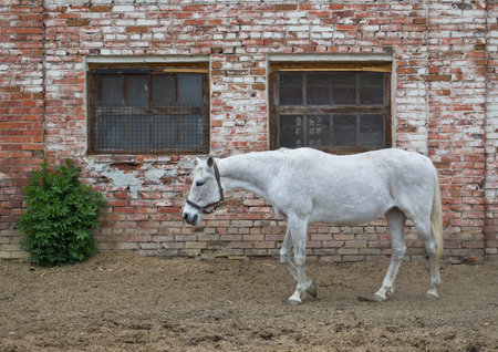White horse in front of a brick wall with two windows near a green bushの写真素材