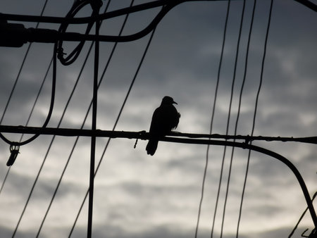 Alone birdの写真素材