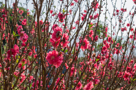Plum blossoms on tree branches with sun glares on flower petals. Colorful bokeh background. Selective focus.の写真素材