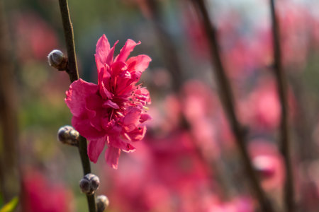 Plum blossoms on tree branches with sun glares on flower petals. Colorful bokeh background. Selective focus.の写真素材