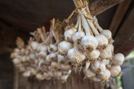 Gurlic in bundles dried under rural house roof. Organic product used in different nation kitchen and medicine. Selective focus.の写真素材