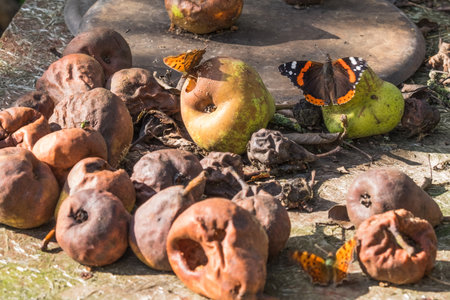 Beautiful butterflies sitting on rotten pear and feeding sweet fruit juice. Summer day. Selective focus.の写真素材