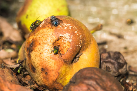 Green and blue flies sitting on a rotten pear and feeding sweet fruit juice. Summer day. Selective focus.の写真素材
