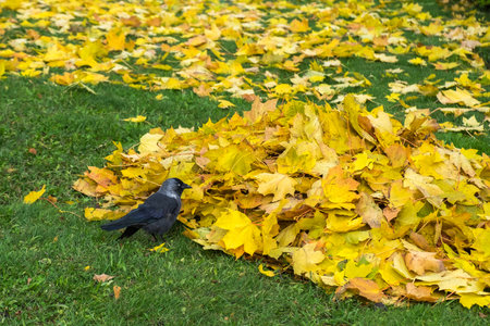 Western jackdaw (Coloeus Monedula) standing on green lawn among yellow autumn maple leaves. Single wild bird looking for feed. City fauna. Colorful foliage on grass background. Copy space.の写真素材