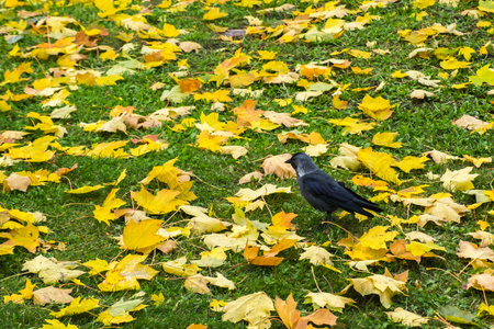 Western jackdaw (Coloeus Monedula) standing on green lawn among yellow autumn maple leaves. Single wild bird looking for feed. City fauna. Colorful foliage on grass background. Copy space.の写真素材