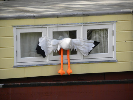 the bird crashed on the boardの写真素材