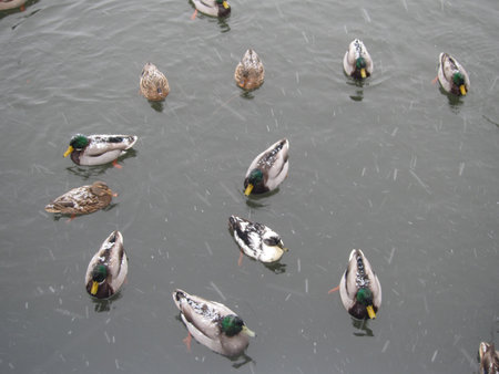 birds in winterの写真素材