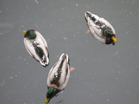 birds in the winterの写真素材