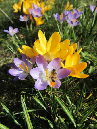 Honey bee collecting pollenの写真素材