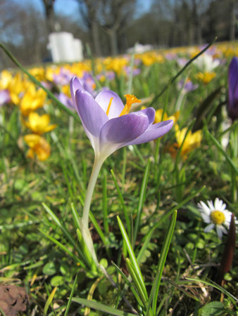 Spring blooming flowerの写真素材
