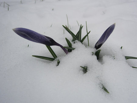 flowers under snowの写真素材
