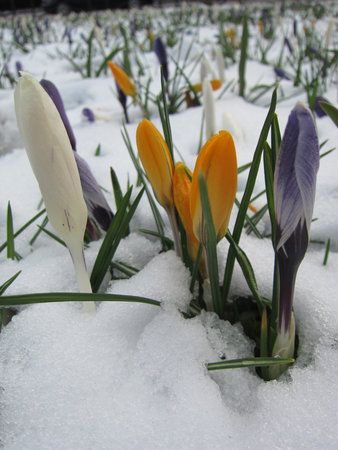 flowers under snowの写真素材