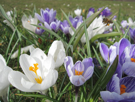 honey bee collecting pollenの写真素材