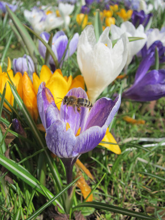 honey bee collecting pollenの写真素材