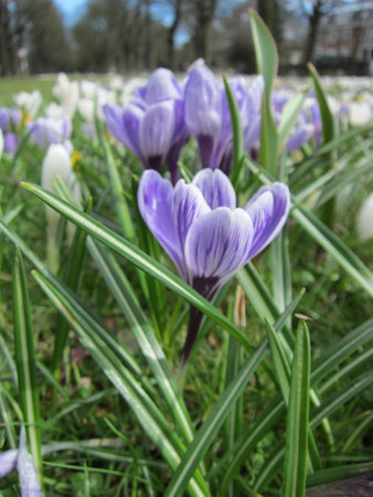 blooming flowers in the springの写真素材