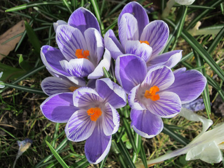 blooming flowersの写真素材