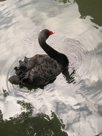 The black swanの写真素材