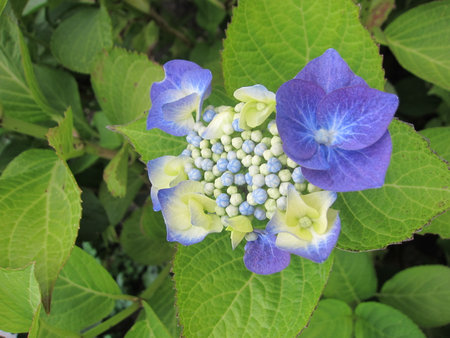 flowers in the summerの写真素材