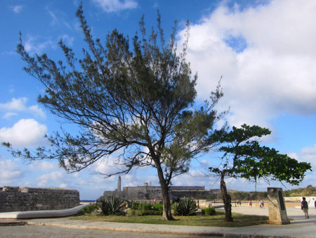 The old tree in Old Havanaの写真素材